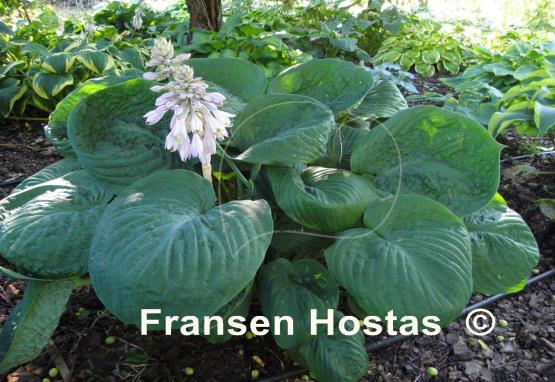 Hosta Cloudburst